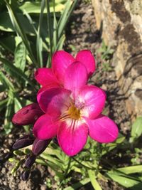 Close-up of pink flowering plant