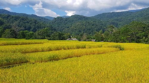 Scenic view of agricultural field against sky