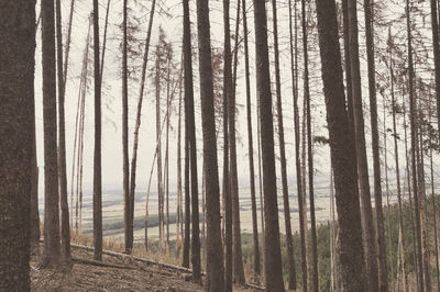 Full frame shot of dead spruce trees in forest because of bark beetles