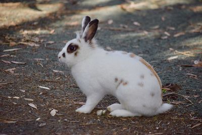 White rabbit on field