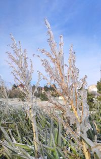 Close-up of plant growing on field against sky