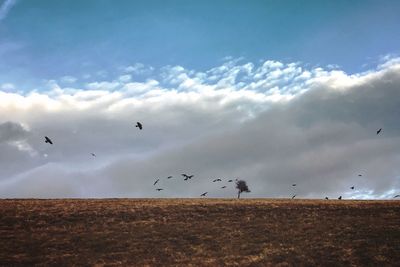 Low angle view of birds flying against sky