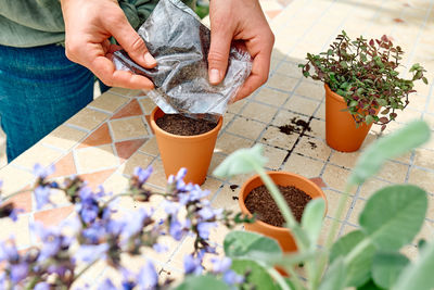 Woman sowing medicinal or aromatic herbs in clay pot on balcony. home planting and food growing.