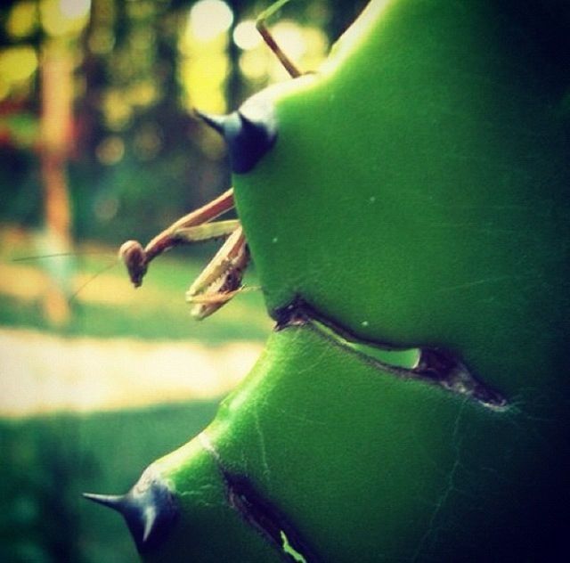 animal themes, animals in the wild, one animal, wildlife, focus on foreground, close-up, green color, bird, nature, selective focus, leaf, outdoors, no people, insect, zoology, day, side view, beauty in nature, plant, green