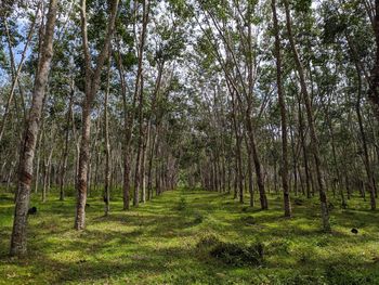 Trees growing in forest