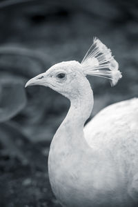 Close-up of bird