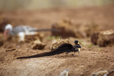 High angle view of bird on field