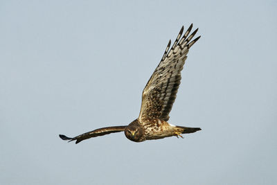 Low angle view of eagle flying in sky
