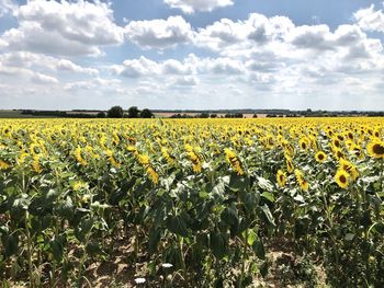 Scenic view of sunflower field against cloudy sky