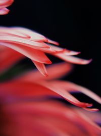 Close-up of pink rose flower against black background