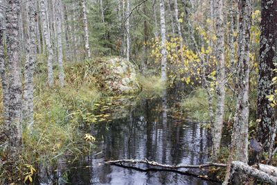 Trees in forest
