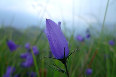 Close-up of purple crocus blooming outdoors