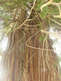 Low angle view of tree trunk