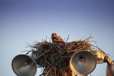 Great horned owlet bubo virginianus perches in its nest on top of a light post in everglades city