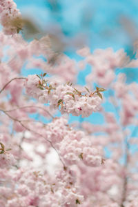 Close-up of pink cherry blossoms