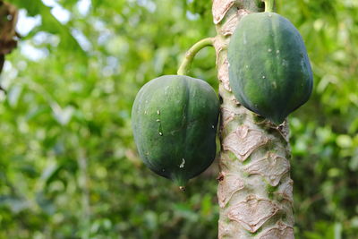 Close-up of fruits growing on tree