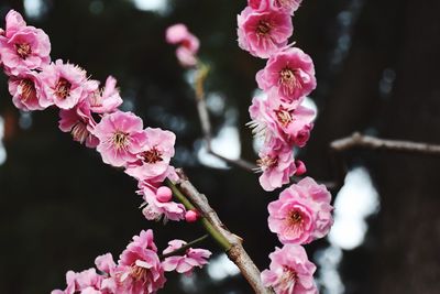 Close-up of pink cherry blossom