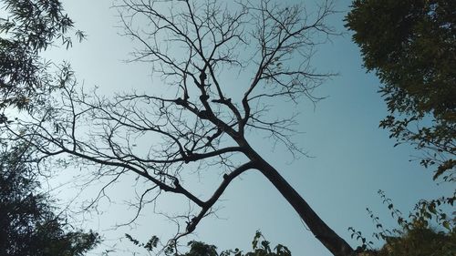 Low angle view of trees against clear sky