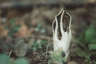 Close-up of succulent plant on field