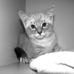 Close-up portrait of cat with kitten