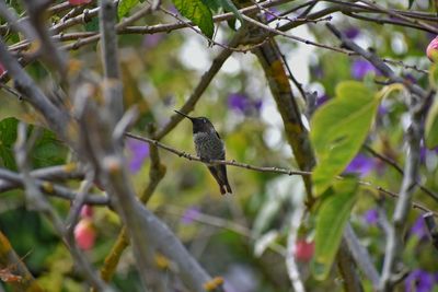 Low angle view of bird perching on branch