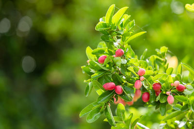 Close-up of berries growing on plant