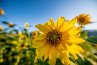 Close-up of yellow sunflower against sky