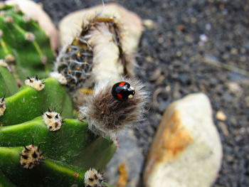 High angle view of ladybug on a flower