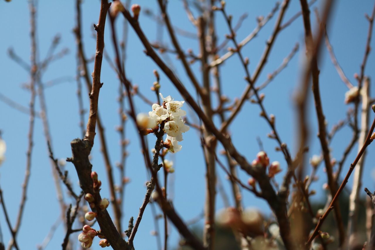 LOW ANGLE VIEW OF FLOWERING TREE