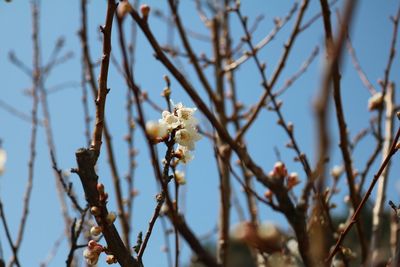 Low angle view of flowering plant against sky