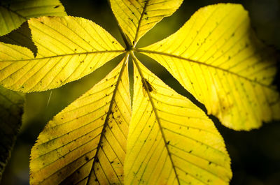 Close-up of yellow leaf