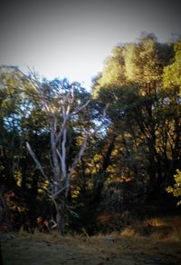 Low angle view of trees against sky