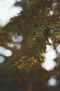 Close-up of christmas tree