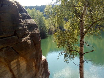 Scenic view of lake in forest