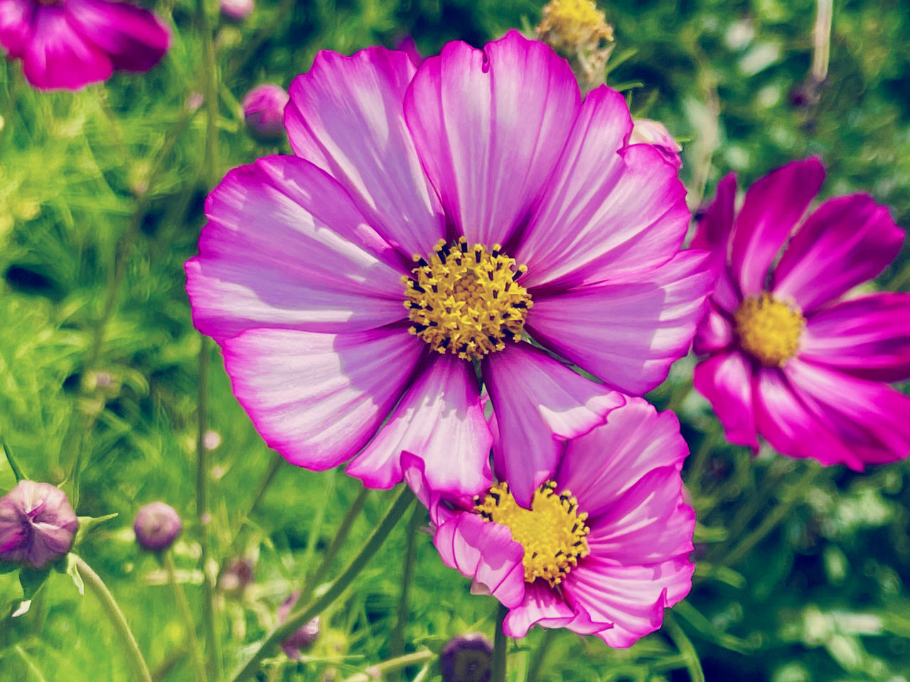 CLOSE-UP OF PINK COSMOS FLOWER