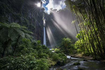 Scenic view of waterfall in forest