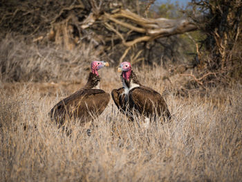 Two vultures with colorful heads standing in high dry grass, kruger national park, south africa