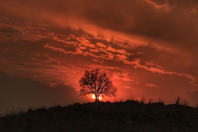 Silhouette tree against sky during sunset