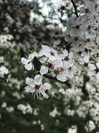 Close-up of white cherry blossoms in spring