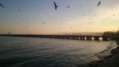 View of birds flying over sea during sunset