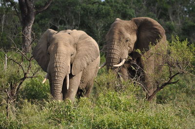 Elephant in a park