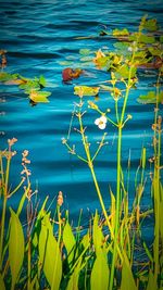 High angle view of yellow flowers floating on lake