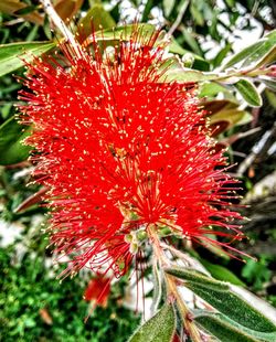 Close-up of red flowers