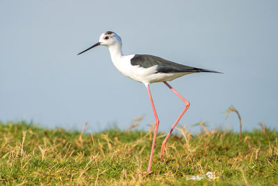 Bird on a field