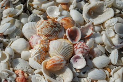 Full frame shot of seashells