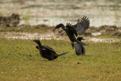 Bird flying over a field