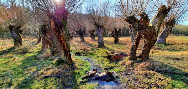 Trees on field in forest