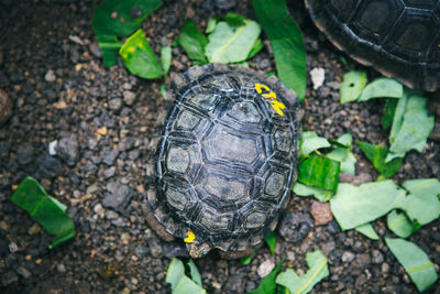 Close-up of turtle on field