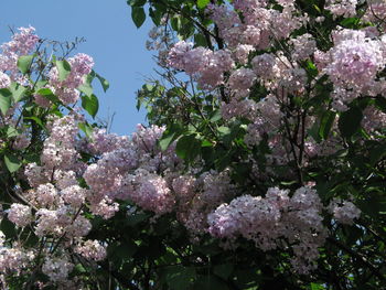 Low angle view of pink flowers blooming on tree