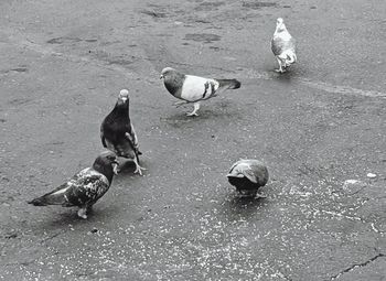High angle view of pigeons on street